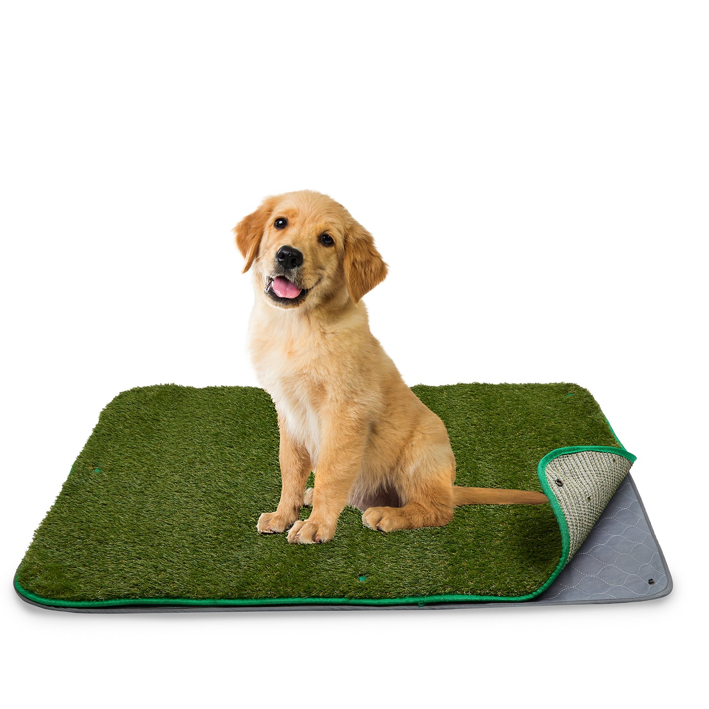 Dog Potty Training Set